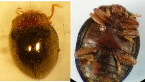Rhyzobius lophanthae