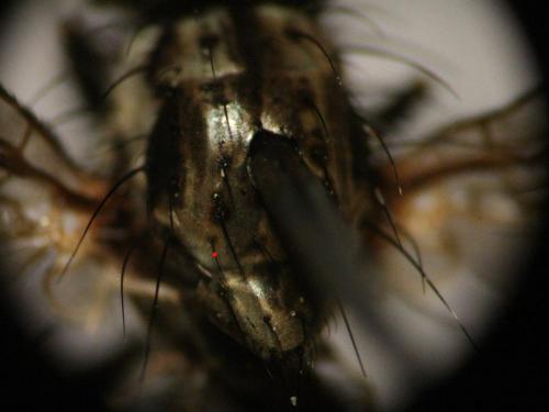 Hylemya vagans