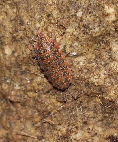 Tiroloscia corsica