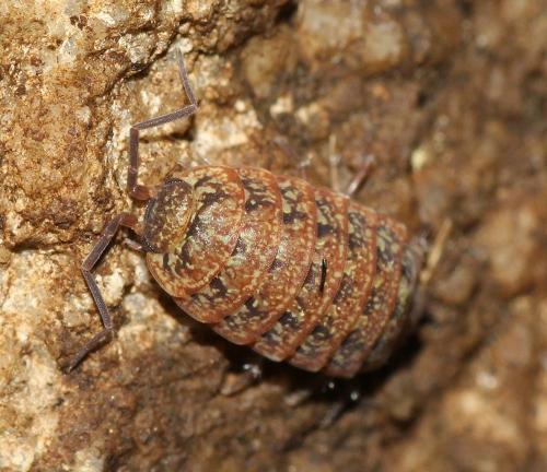 Réf. 116 508 : Tiroloscia corsica