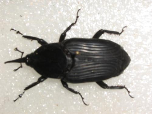 Rhynchophorus palmarum