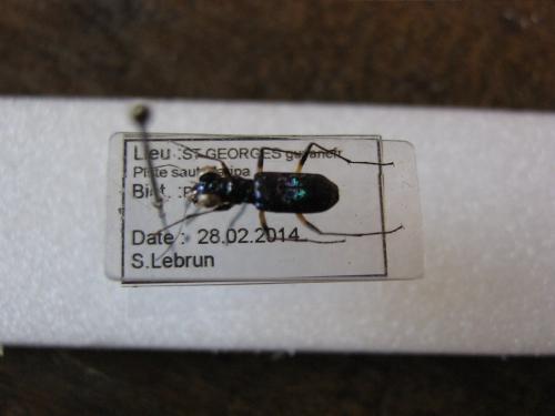 Iresia besckii