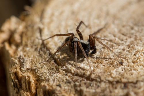 Pardosa sp.