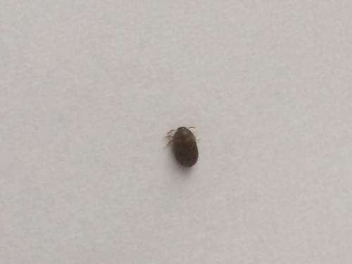 Attagenus smirnovi