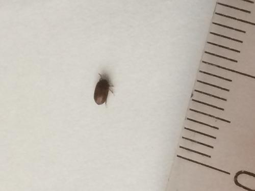 Attagenus smirnovi