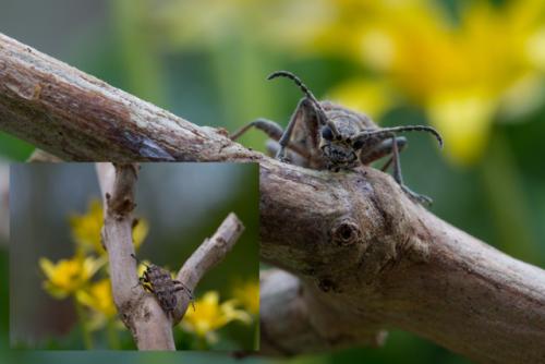 Rhagium inquisitor