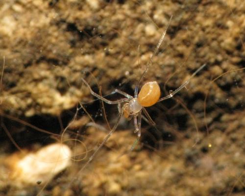 Leptoneta albera