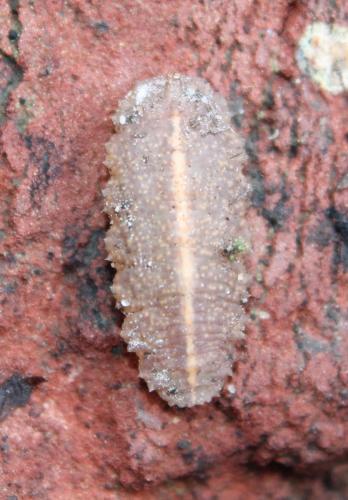 Réf. 116 702 : Epistrophe nitidicollis