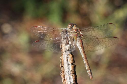 Sympetrum sp.