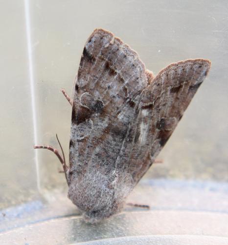 Réf. 116 035 : Orthosia incerta