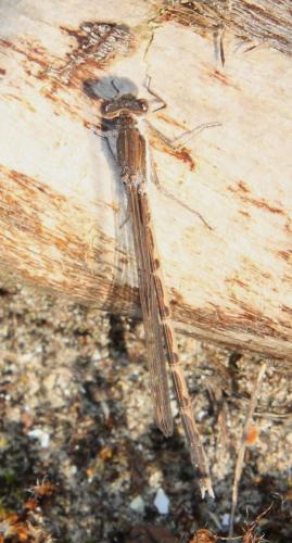 Réf. 116 048 : Sympecma fusca