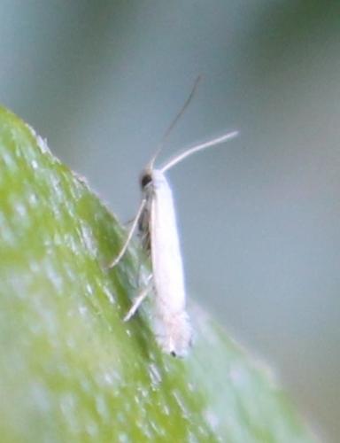 Phyllocnistis sp.