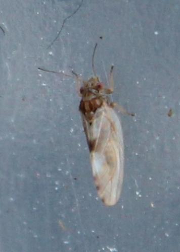Réf. 116 141 : Cacopsylla fulguralis