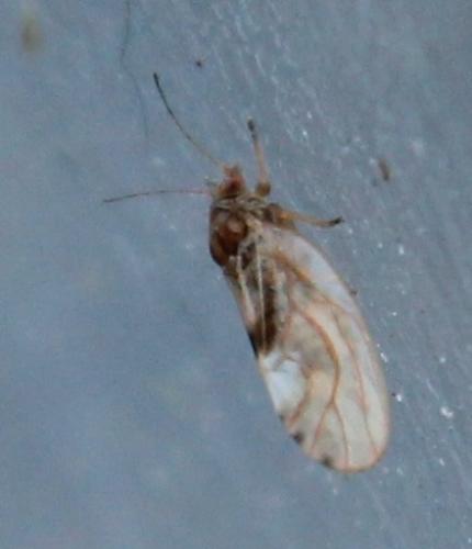 Réf. 116 140 : Cacopsylla fulguralis