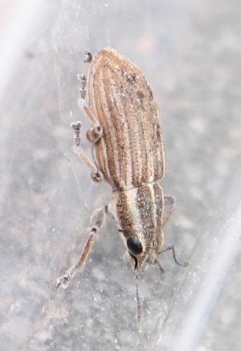 Réf. 116 203 : Sitona lineatus