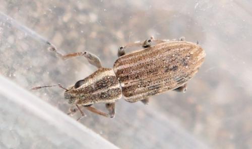 Sitona lineatus