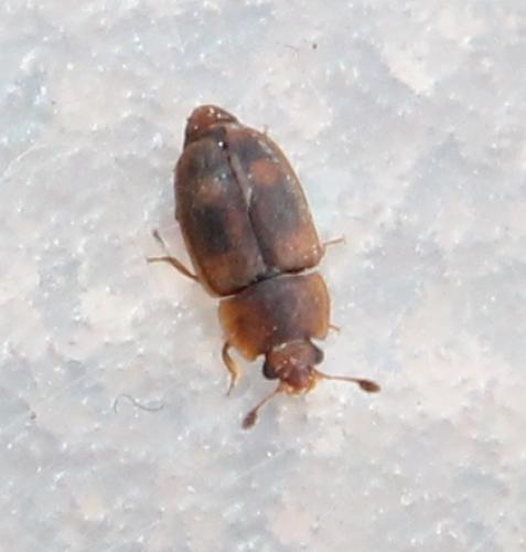 Réf. 116 214 : Epuraea sp.