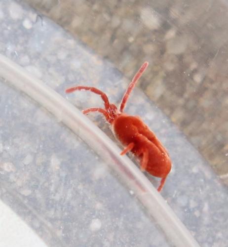 Réf. 116 173 : Allothrombium sp.