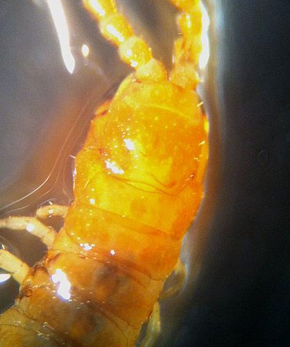 Geophilus carpophagus