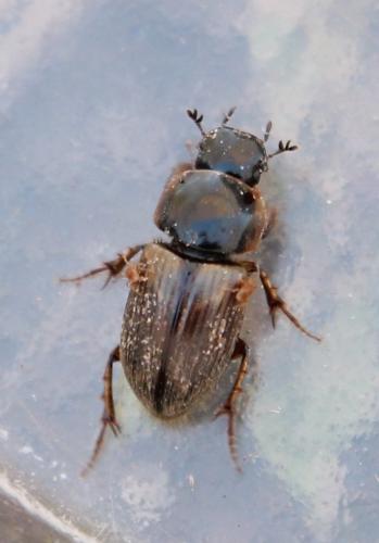 Melinopterus sp.