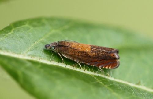 Dichrorampha vancouverana
