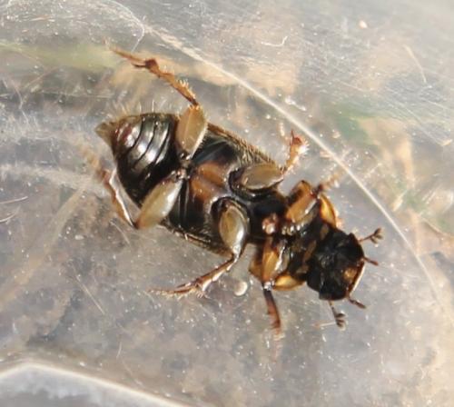 Melinopterus sp.