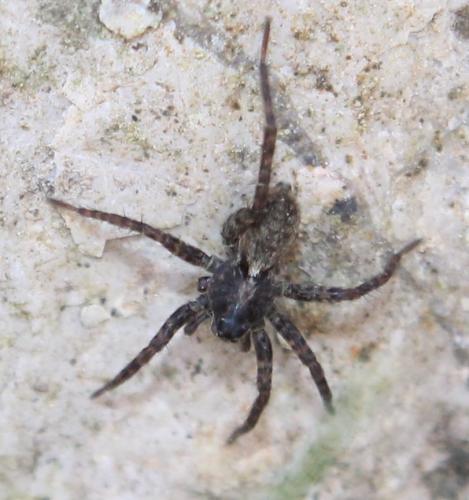 Pardosa sp.