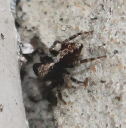Pseudeuophrys lanigera