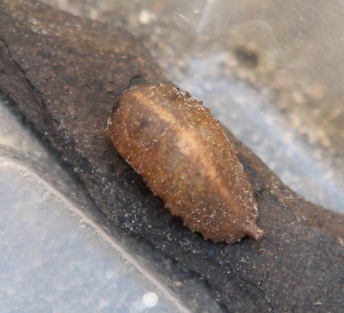 Réf. 116 704 : Epistrophe nitidicollis