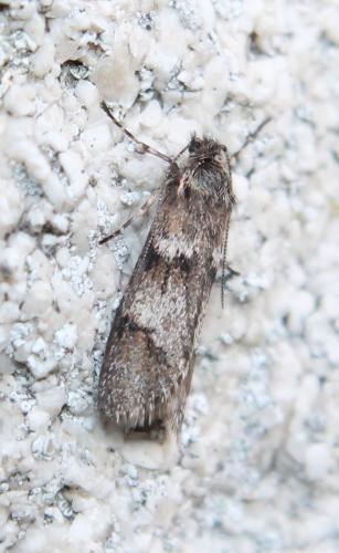 Dasystoma salicella