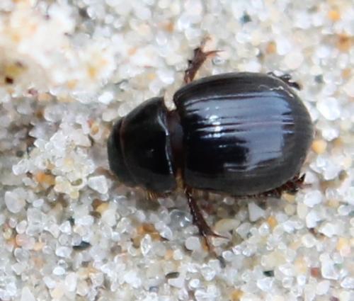 Aegialia arenaria