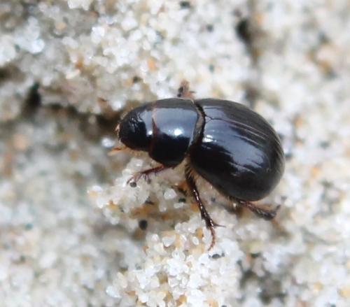 Aegialia arenaria