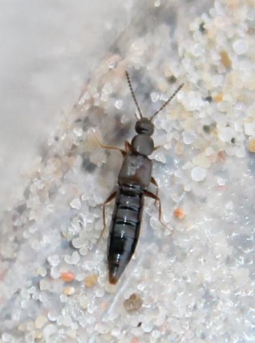 Réf. 116 624 : Atheta sp.