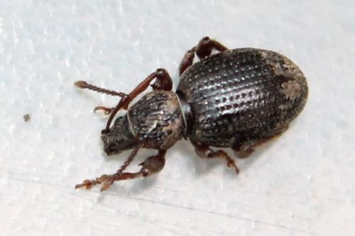 Réf. 116 678 : Otiorhynchus ovatus