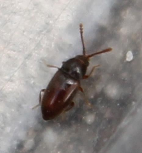 Atomaria sp.