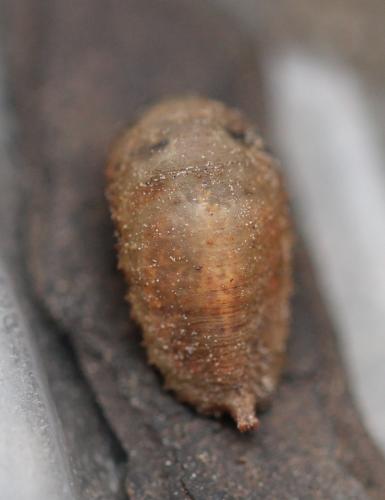 Epistrophe nitidicollis