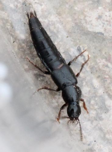 Réf. 116 700 : Quedius sp.