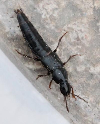 Réf. 116 699 : Quedius sp.