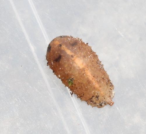 Epistrophe nitidicollis