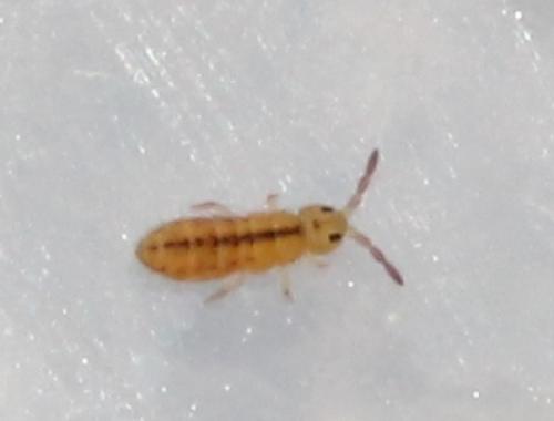 Réf. 116 745 : Isotomurus palustris