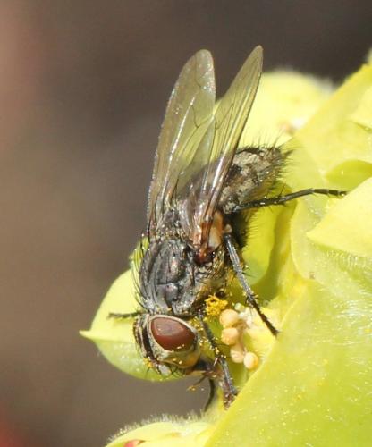 Pollenia sp.
