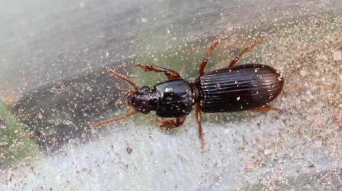 Réf. 116 760 : Clivina fossor
