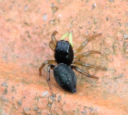 Réf. 116 772 : Heliophanus sp.