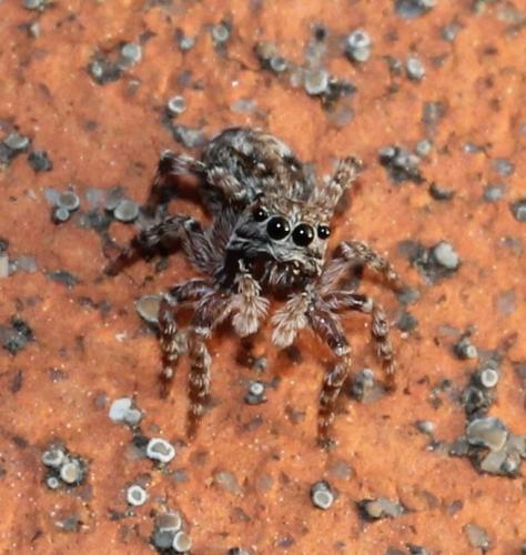 Réf. 116 841 : Attulus pubescens