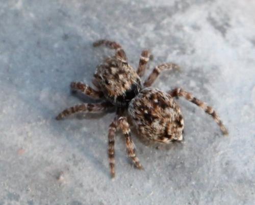 Sittipub pubescens