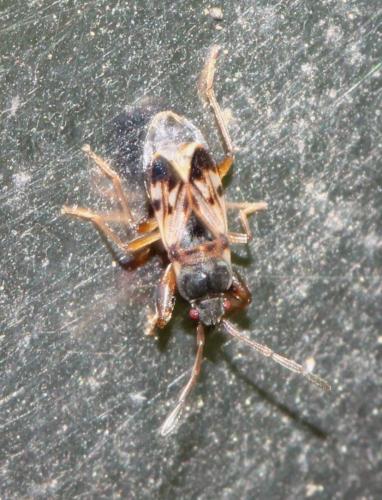 Scolopostethus sp.