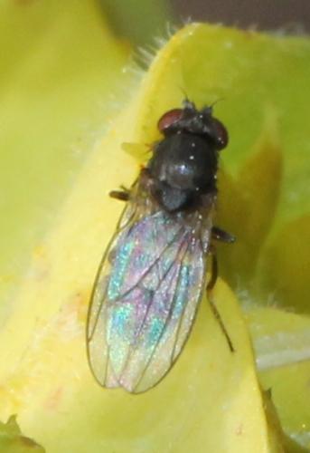 Drosophila sp.