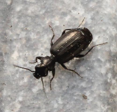 Réf. 116 933 : Syntomus sp.