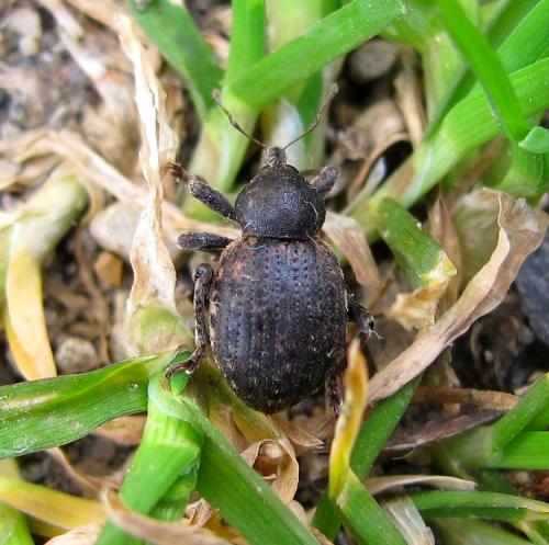 Donus globosus