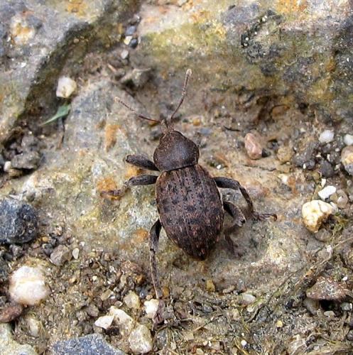 Réf. 116 412 : Donus globosus